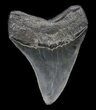 Serrated, Fossil Megalodon Tooth #36250-2